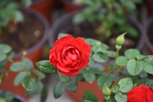 BORN FREE (miniature)